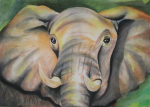 elephant