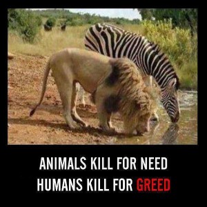 Animals kill for need